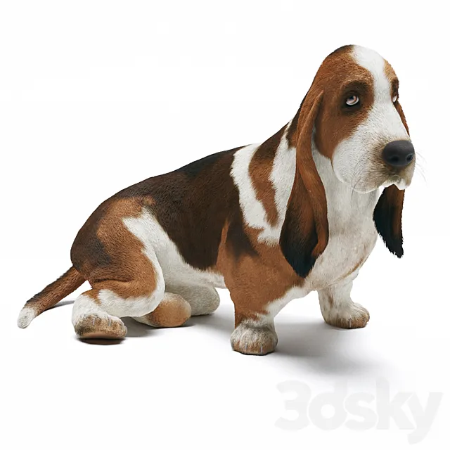 Basset Hound 3D Model