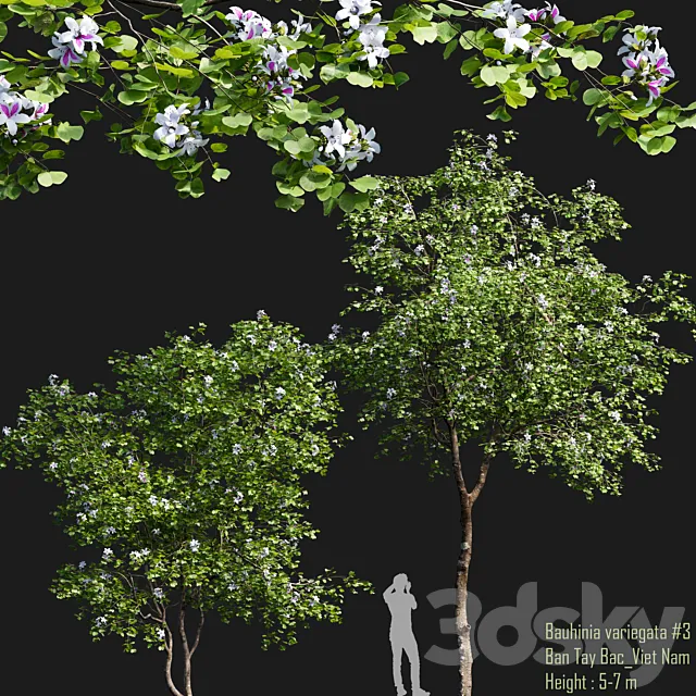 Bauhinia variegata # 1 3D Model