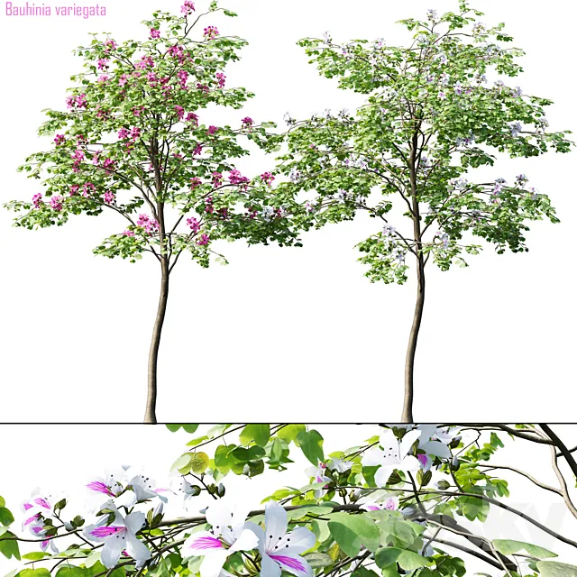 Bauhinia variegata # 1 3D Model