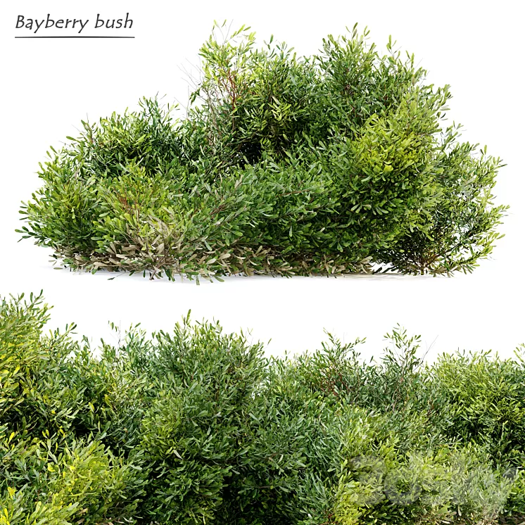 Bayberry bush 3D Model