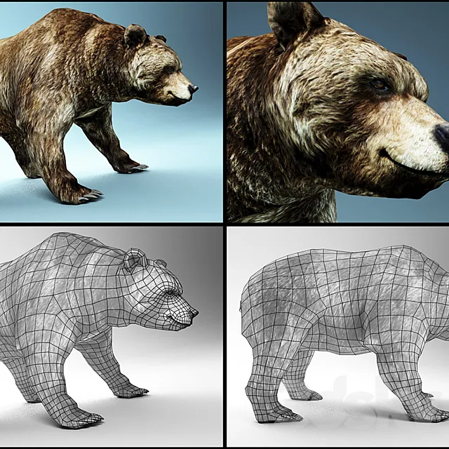 bear 3D Model