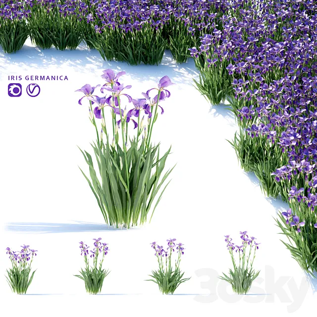 Bearded Iris Flowers | Iris germanica 3D Model Bearded Iris Flowers | Iris germanica 3D Model