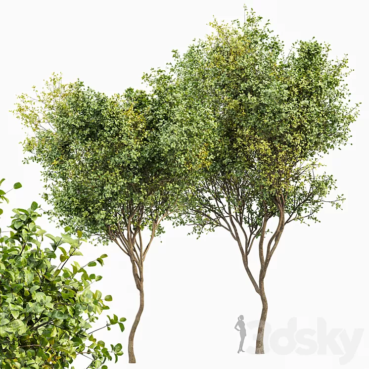 Beautiful 2Trees Bush Leaf 3D Model Beautiful 2Trees Bush Leaf 3D Model