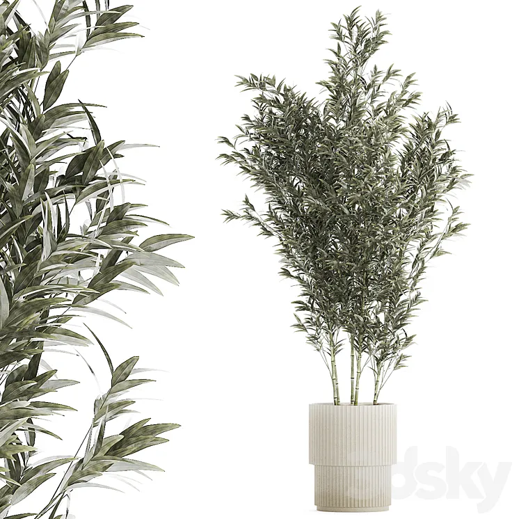 Beautiful Bamboo bush in a white flower pot. Plant collection 1272 3D Model Free Download