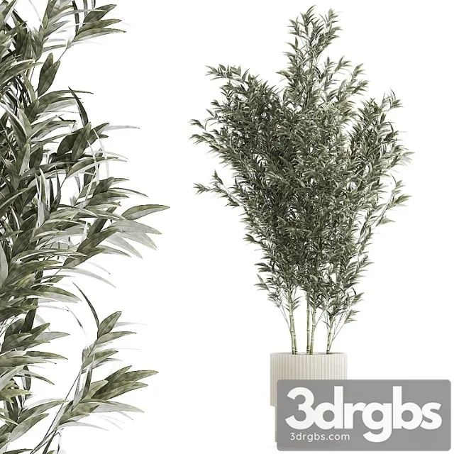 Beautiful Bamboo Bush In White Flower Pot Plant Collection 1272 3D Model Download