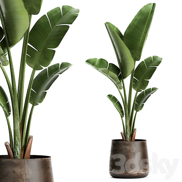 Beautiful banana palm in a metal pot with Strelitzia ravenala. 947. 3D Model Beautiful banana palm in a metal pot with Strelitzia ravenala. 947. 3D Model