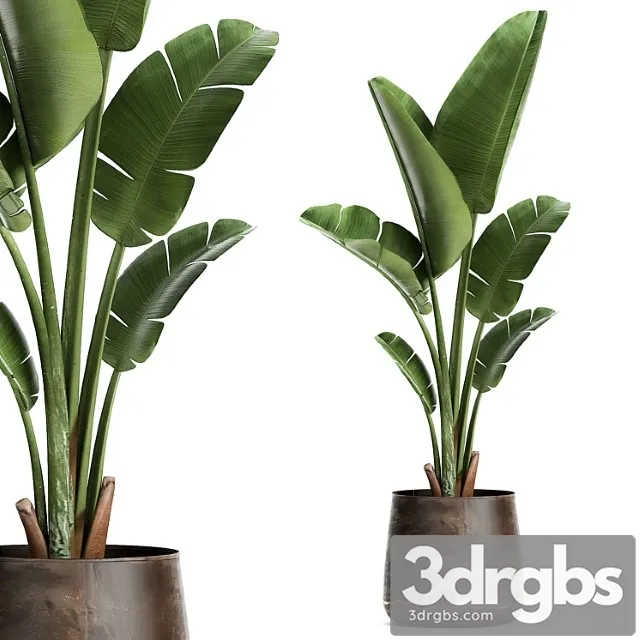 Beautiful banana palm in a metal pot with strelitzia, ravenala. 947.