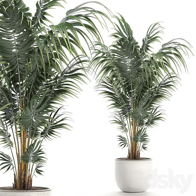 Beautiful decorative lush indoor palm tree in a white modern pot with Hovea kentia neanta. Set 518. 3D Model