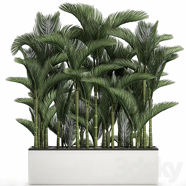 Beautiful decorative lush thickets of palm trees in a white potted flowerbed with palm Dipsis. Set 671. 3D Model