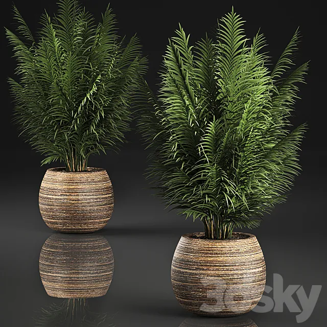 Beautiful decorative small lush bush palm tree in a basket. 828. 3D Model