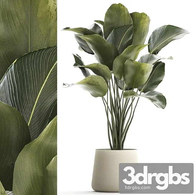 Beautiful Exotic Bush Plant Calathea Lutea In A Pot 1300 3D Model Download