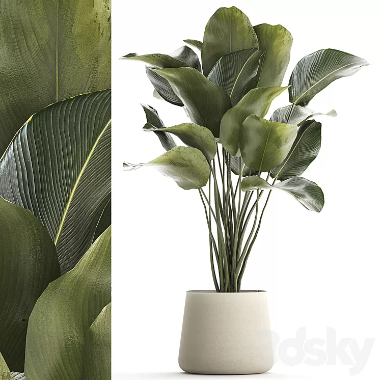 Beautiful exotic bush plant Calathea lutea in a pot. 1300 3D Model