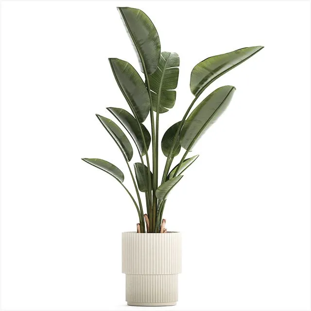 Beautiful exotic plant in a flower pot 1252 3D Model