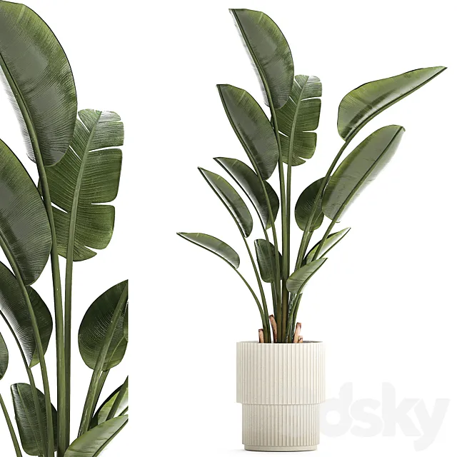 Beautiful exotic plant in a flower pot for interior decor Strelitzia Ravenala. 1252 3D Model