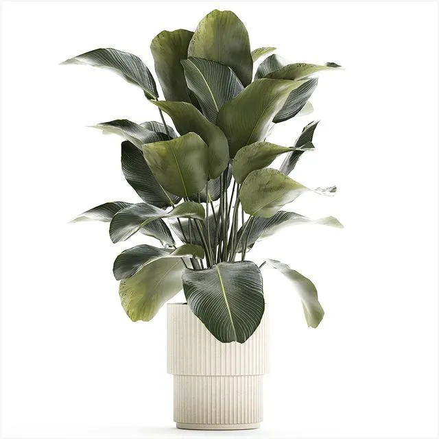 Beautiful exotic plant in a white flower pot Calathea lutea Strelitzia bush. 1263 3D Model