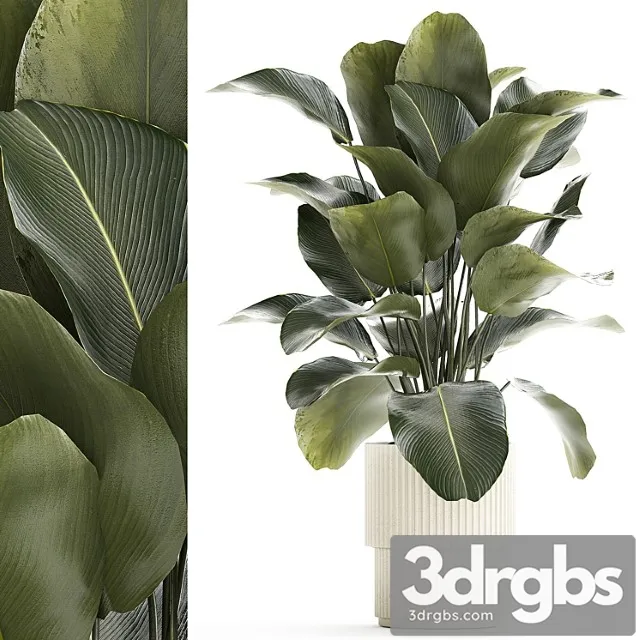 Beautiful Exotic Plant In A White Flower Pot Calathea Lutea Strelitzia Bush 1263 3D Model Download