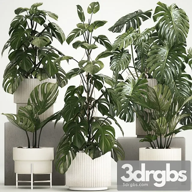 Beautiful Indoor Plant In A Pot Decorative Monster Bush Plant Set 1213 3D Model Download