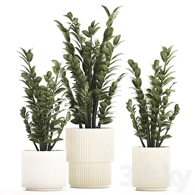 Beautiful interior plant in a modern pot Zamioculcas bush. Plant collection 1239 3D Model