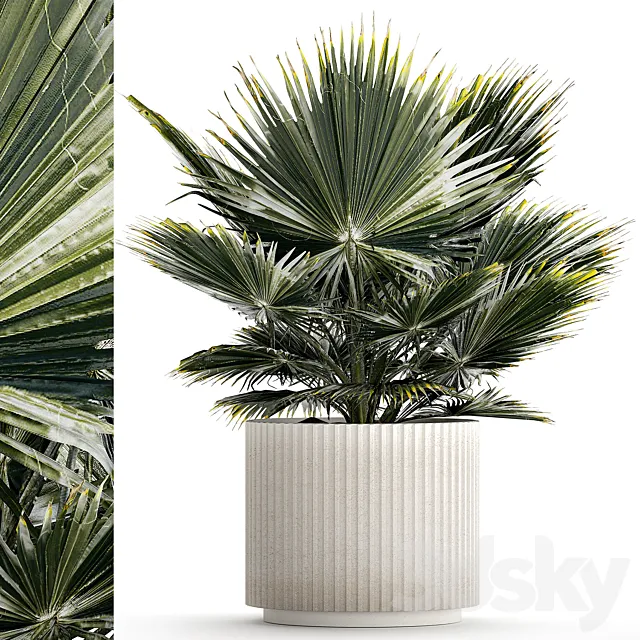 Beautiful interior small fan palm in a white Brachea flower pot. Plant collection 1275 3D Model