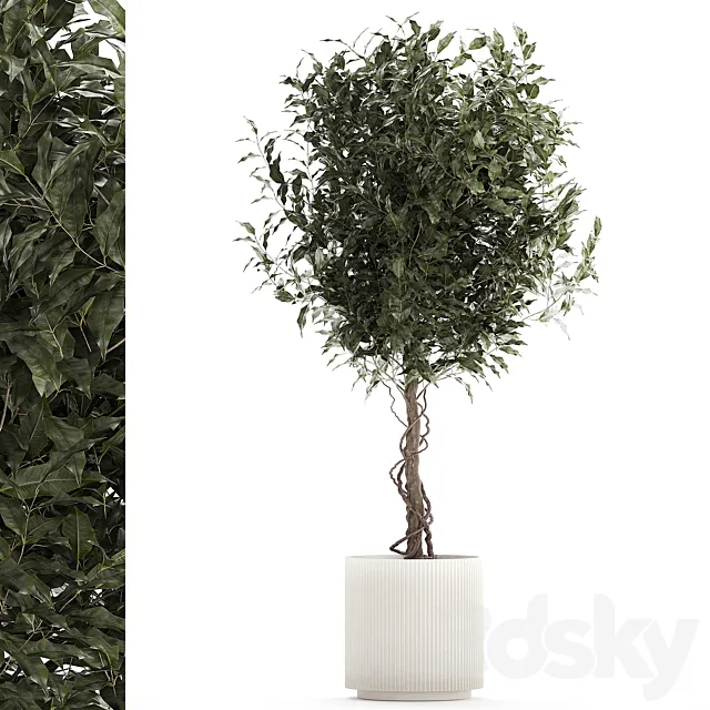 Beautiful interior tree in a modern pot Ficus benjamina. 1232 3D Model