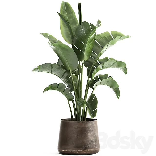 Beautiful lush banana palm in a metal pot Strelitzia. ravenala. 916. 3DModel