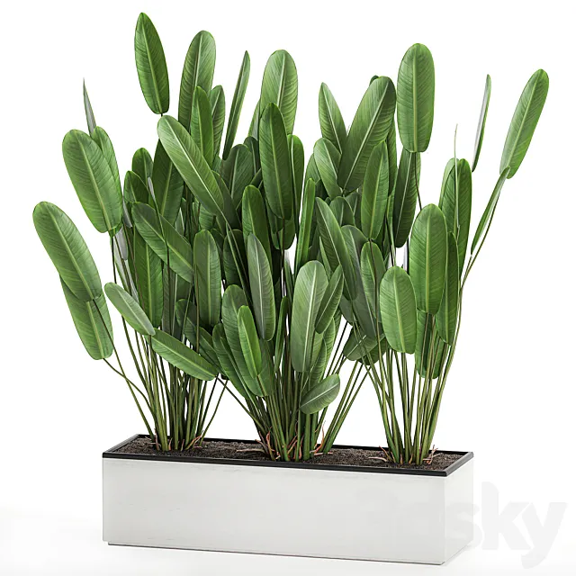 Beautiful lush bushes of exotic plants in a white pot flower bed Strelitzia ravenala. 756. 3D Model