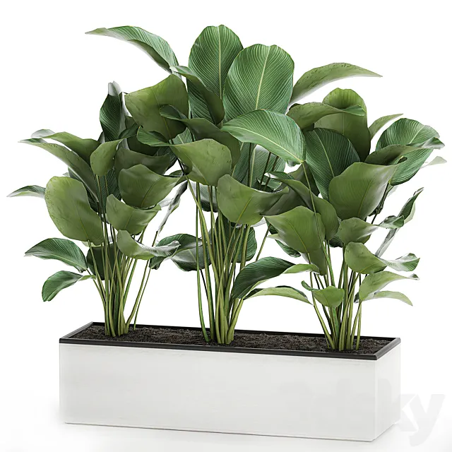 Beautiful lush bushes of exotic plants in a white pot Kalatea lutea. 754. 3D Model