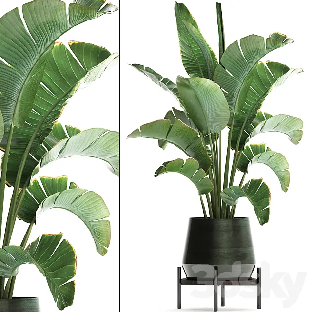 Beautiful lush decorative Banana palm in a modern luxury pot on legs with strelitzia. indoor banana. Set 446. 3DModel