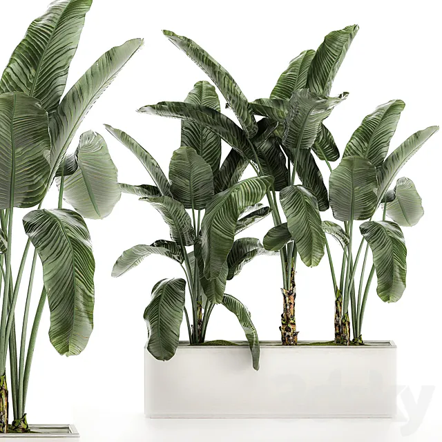 Beautiful lush exotic thickets banana palm in a white pot flowerbed with strelitzia ravenala. Set 511. 3D Model Beautiful lush exotic thickets banana palm in a white pot flowerbed with strelitzia ravenala. Set 511. 3D Model