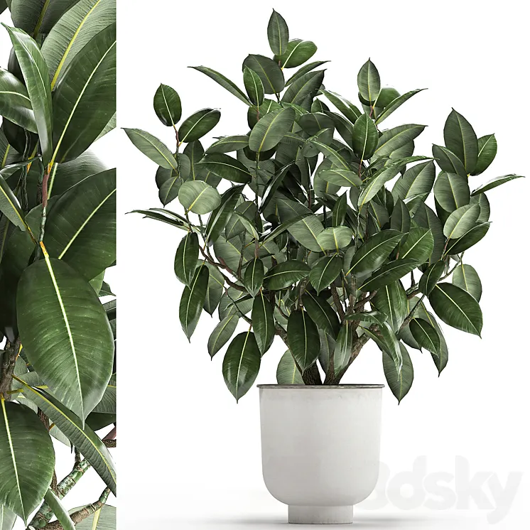Beautiful lush flower tree Ficus elastic in a white metal pot for interior. 864. 3D Model Free Download