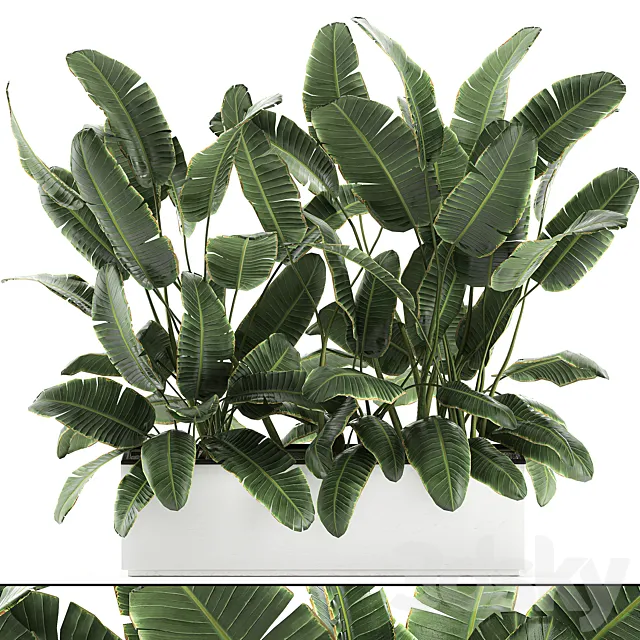 Beautiful lush thickets of bushes of plants in a white pot flowerbed with strelitzia. banana palm. ravenala. Set 590. 3DModel Beautiful lush thickets of bushes of plants in a white pot flowerbed with strelitzia. banana palm. ravenala. Set 590. 3DModel