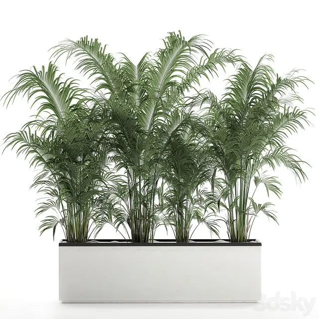 Beautiful lush thickets of exotic palm bushes in a white potted flowerbed. Set 691 3D Model