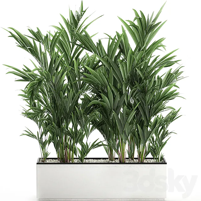 Beautiful lush thickets of palm bushes in a white pot with Howea forsteriana palm kentia neanta. Set 572. 3D Model Beautiful lush thickets of palm bushes in a white pot with Howea forsteriana palm kentia neanta. Set 572. 3D Model