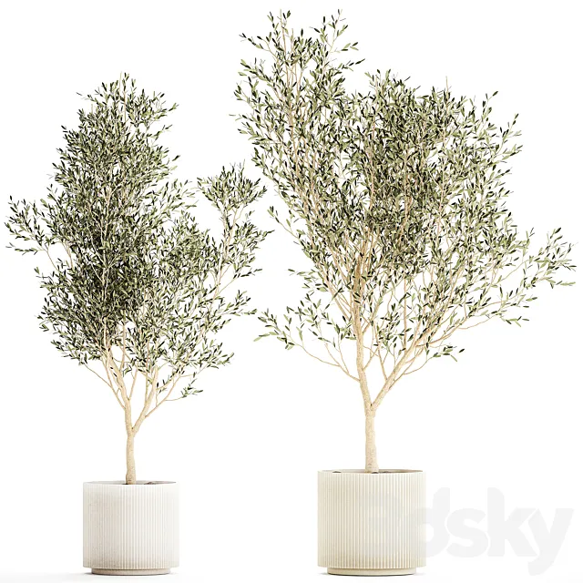Beautiful olive trees in modern white pots. Set of plants 1227 3D Model