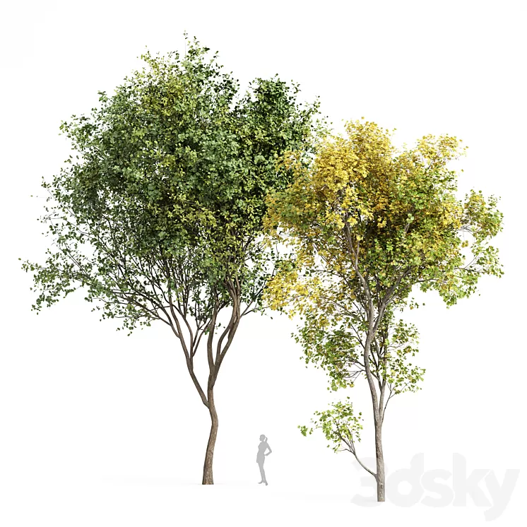 Beautiful Real Tree Acer Saccharinum Summer-Fall and Bush Leaf 3D Model