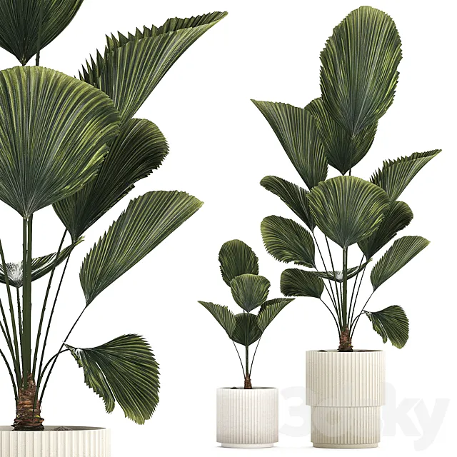 Beautiful shrub small Likuala palm tree in a white flower pot. Plant collection 1270 3D Model