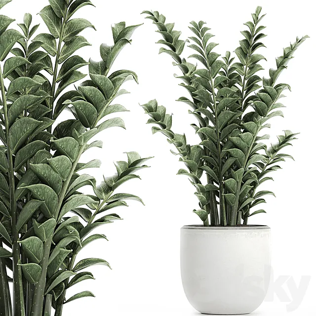 Beautiful small decorative flower in a white pot Zamiokulkas. Set 616. 3DModel