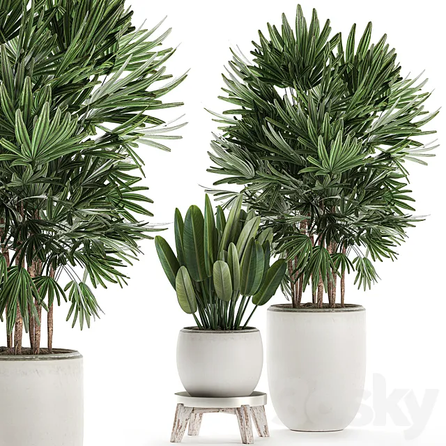 Beautiful small lush ornamental palm bushes in a white modern pot with strelitzia. Rhapis. Set 502. 3DModel Beautiful small lush ornamental palm bushes in a white modern pot with strelitzia. Rhapis. Set 502. 3DModel