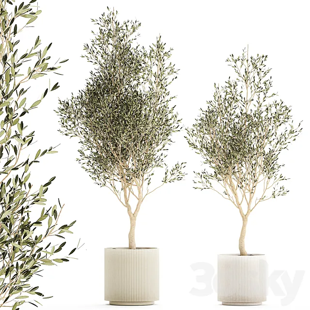 Beautiful small ornamental olive trees in a modern pot. Set of plants 1229 3D Model