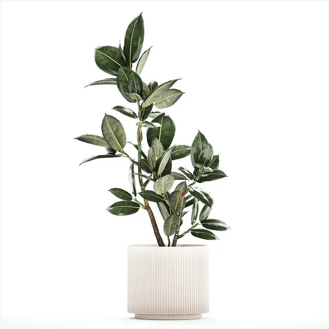 Beautiful small tree in a modern pot  1235 3D Model