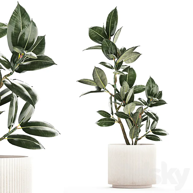 Beautiful small tree in a modern pot Ficus rubbery elastica Ficus Abidjan Ficus Robusta. 1235 3D Model