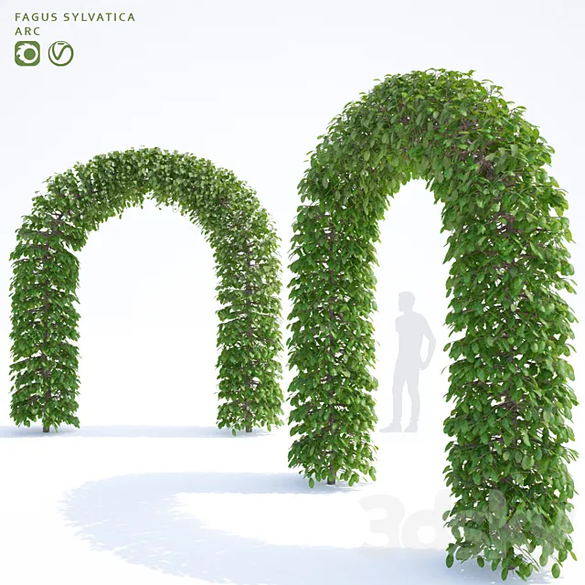 Beech european arch | Fagus sylvatica arc 3D Model Beech european arch | Fagus sylvatica arc 3D Model