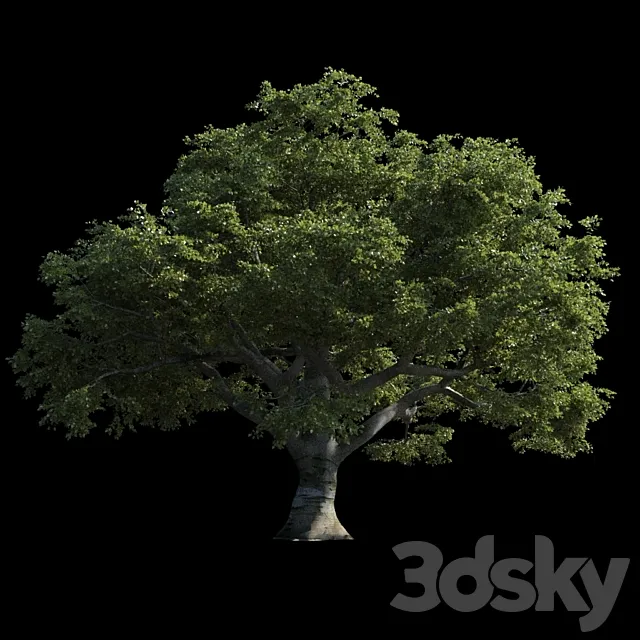 Beech great Razlog 3D Model Beech great Razlog 3D Model