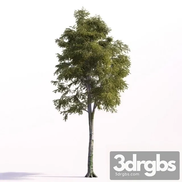 Beech Tall 3D Model Download Beech Tall 3D Model Download