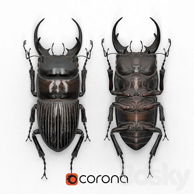 Beetle in a frame (Dorcus intermedius) 3D Model Beetle in a frame (Dorcus intermedius) 3D Model