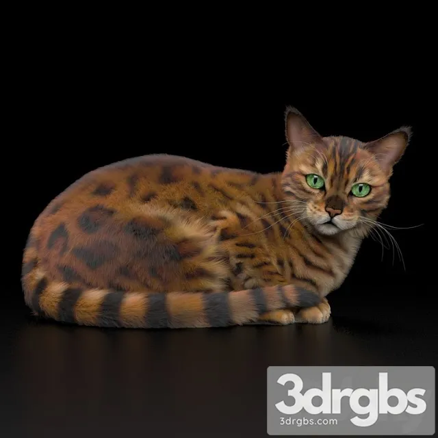 Bengal Cat 3D Model Download