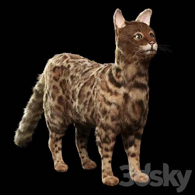 Bengal cat 3D Model