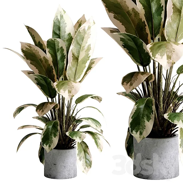 Benjamin Plant – indoor plant set 495 concrete old vase 3D Model