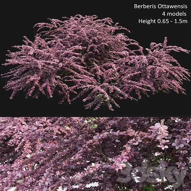 Berberis Ottawensis # 1 3D Model