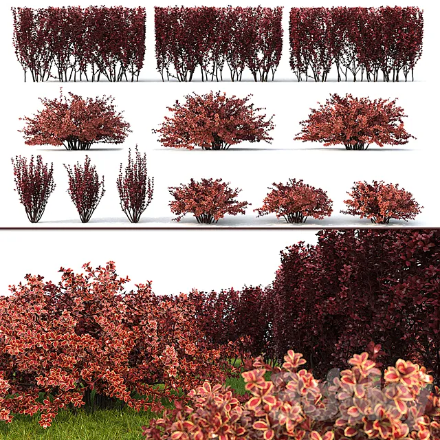 Berberis thunbergii 1 3DModel